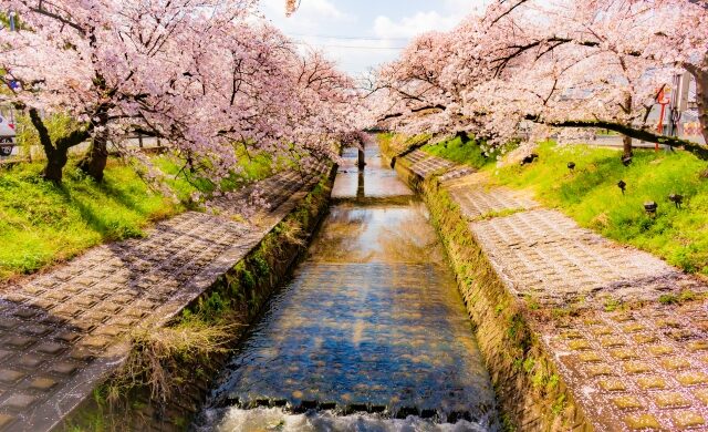 高田の千本桜見に行かれましたか？
